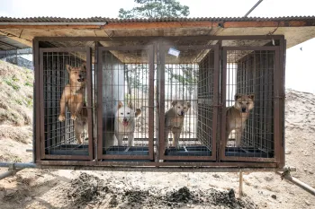 Four dogs trapped in individual metal cages that are lifted off the ground at a dog meat farm.